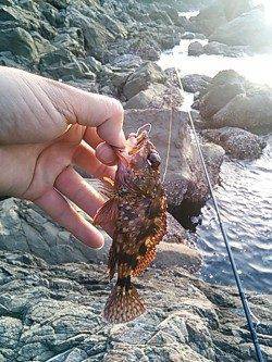 小杭・方杭漁港でガシラの釣果