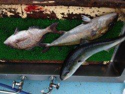 【31日】マリーナシティ海洋釣り堀の釣果