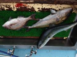 【31日】マリーナシティ海洋釣り堀の釣果