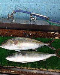 9日マリーナシティ釣り堀釣果〜マダイ釣ったぞう！〜