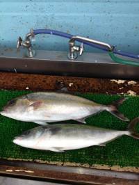 9日マリーナシティ釣り堀釣果〜マダイ釣ったぞう！〜