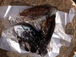 マリーナシティ海釣り公園　コウイカの釣果☆…