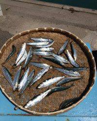 釣り公園でサビキ、良サイズのイワシが釣れています！