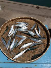 釣り公園でサビキ、良サイズのイワシが釣れて…