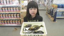 堺堤防 サビキで五目楽しめる