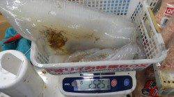 堺漁港 ヤエンでアオリイカ2.5kg