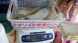 みなべ一本松にてエギング、950g！