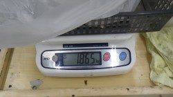 すさみ地磯 ヤエンでアオリイカ1865g