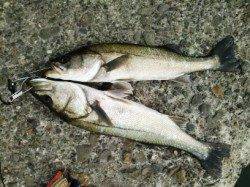 泉佐野食コン ハネにポン★