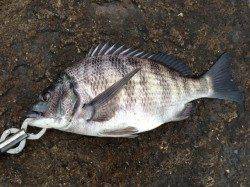 【今日も熱い!!】芦屋のチヌ情報