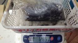 田辺元島 ヤエンでアオリイカ1,265g