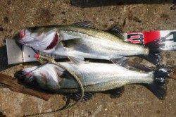 二色の浜店限定キャンペーン開催中