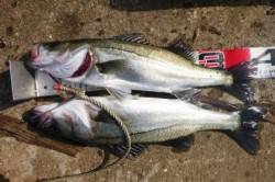 二色の浜店限定キャンペーン開催中