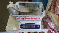 堺堤防ヤエンでアオリイカの数釣り！