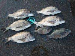 のっこみチヌを堪能！みなべ堺