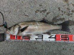 【良型チヌ！ハネ！釣れてます♪】南芦屋浜