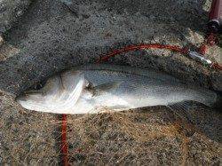 【朝バネ釣れた】西宮ケーソンRT（１８日）