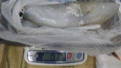 椿地磯 アタリが少ない中でもヤエンでアオリ〜1.97kg