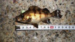 本荘人工島 探り釣りでメバル＆ガシラ☆