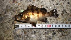 本荘人工島 探り釣りでメバル＆ガシラ☆