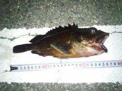 舞洲でメバリング、25㎝程の良型ガシラ