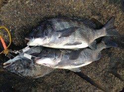 【芦屋のチヌ朝一から爆釣モードです！】南芦屋