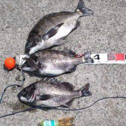 【チヌ・ちぬ・黒鯛】芦屋のチヌ情報