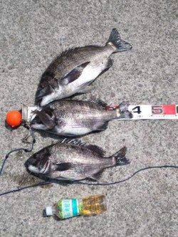 【チヌ・ちぬ・黒鯛】芦屋のチヌ情報