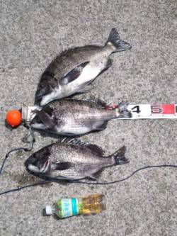 【チヌ・ちぬ・黒鯛】芦屋のチヌ情報