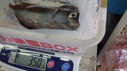 堺漁港でアオリイカ『ヤッター！！』