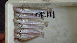 田辺湊浦漁港でお子様がキス7匹★