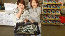 早朝、みなべ堺の波止にて子サバの釣果