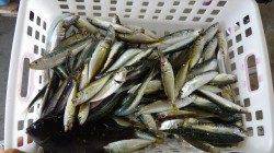 田辺芳養漁港でサビキ釣り、アジ・マイワシ・サバ・グレなど大漁！