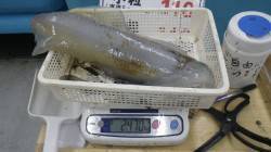 椿 ウキ釣りでアオリイカ2470g