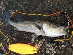 【芦屋のチヌ朝一から爆釣モードです！】南芦屋