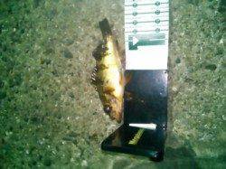 雑賀崎でのメバリング調査