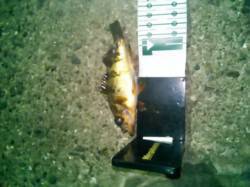 雑賀崎でのメバリング調査