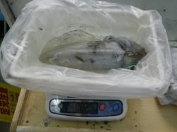 串本田原 エギングでアオリイカ1.005ｇ…
