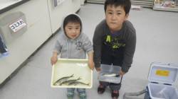 見草堤防 アジの回遊あります☆