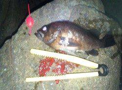 小島 エギングロッドでメバリングに挑戦☆