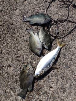 オキアミフカセでコノシロも釣れました♪