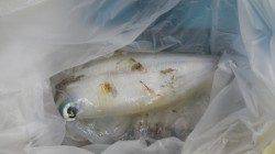 すさみ地磯 ヤエンでアオリイカ1865g