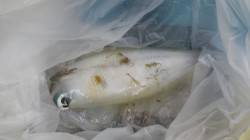 すさみ地磯 ヤエンでアオリイカ1865g