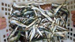 芳養堤防 サビキでサバ・マイワシ・片口イワシ大漁！