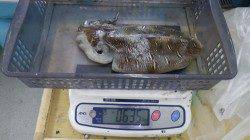 時間つぶしのつもりが…富田袋でモンゴウイカ★