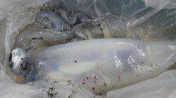 白浜見草 ヤエンでアオリイカ1675g