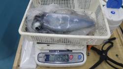 見草 エギングでアオリイカ840g