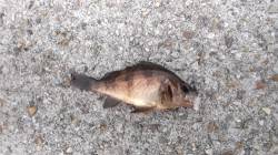 本荘人工島 探り釣りでメバル・ガシラ・ウミ…