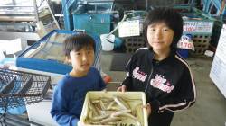 埴田漁港、お子様のチョイ投げキス釣果☆