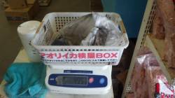 初のイカ釣りで見事にアオリイカキャッチ！元…